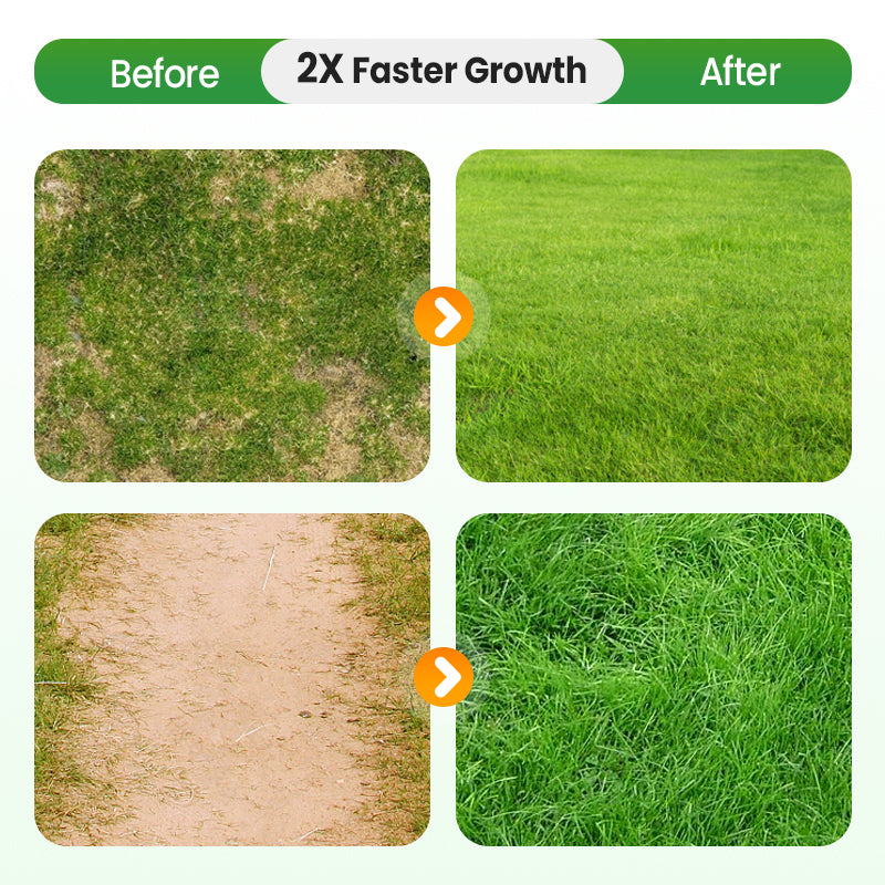 Grass Seeds for Lawn and Golf Course