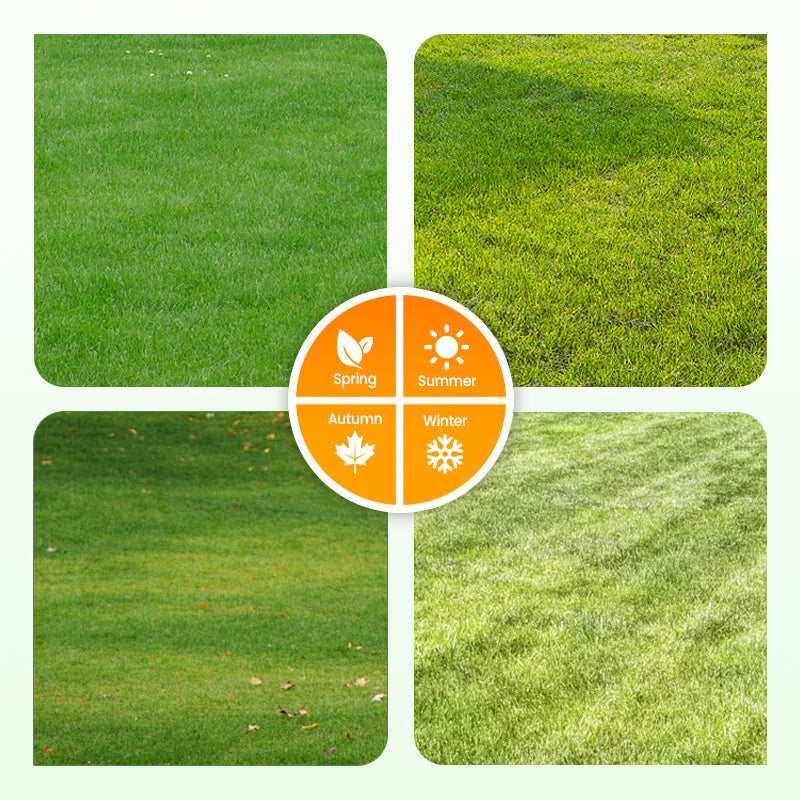 Grass Seeds for Lawn and Golf Course