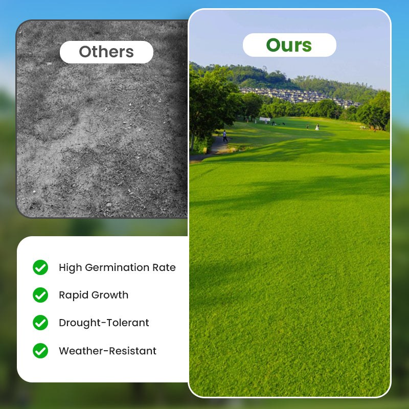 Grass Seeds for Lawn and Golf Course