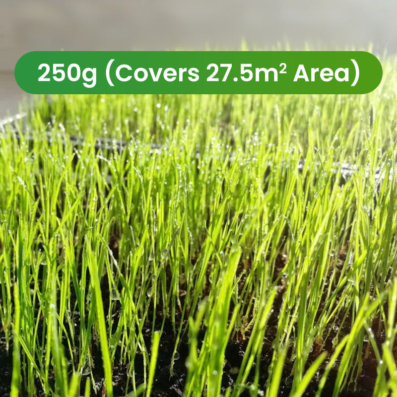 Grass Seeds for Lawn and Golf Course
