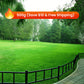 Grass Seeds for Lawn and Golf Course