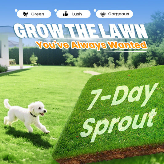 Grass Seeds for Lawn and Golf Course