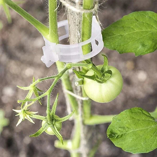 🗜️Clips For Climbing Plants – Plastic tomato ties and plant fasteners 🌱🍅